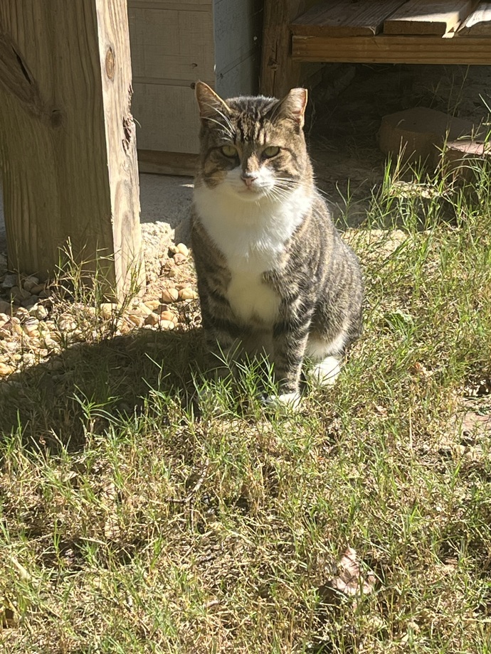 Cat owners do you feel flattered when your cat puts their butt in your face?