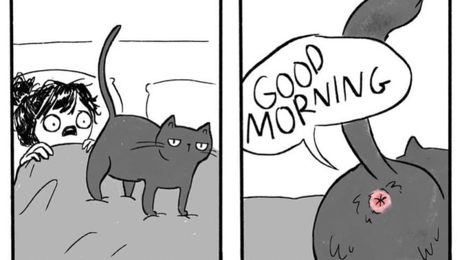 Cat owners do you feel flattered when your cat puts their butt in your face?