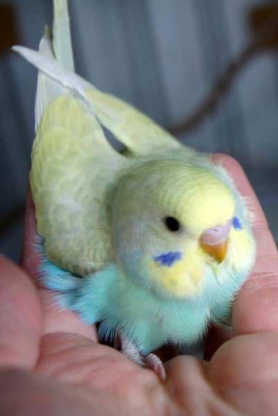 Would u like to have pet budgie?
