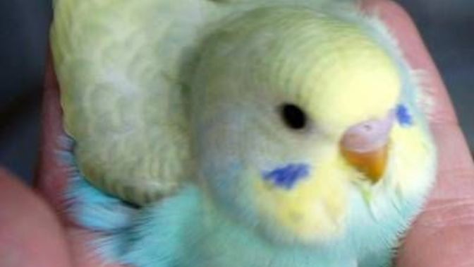 Would u like to have pet budgie?