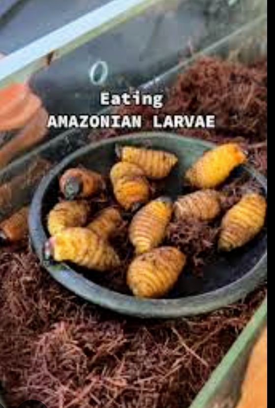Would you or have you ever eaten insects, spiders, worms etc?