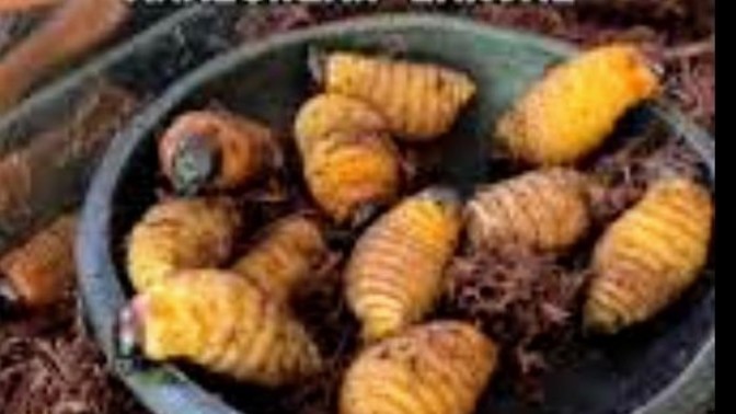 Would you or have you ever eaten insects, spiders, worms etc?