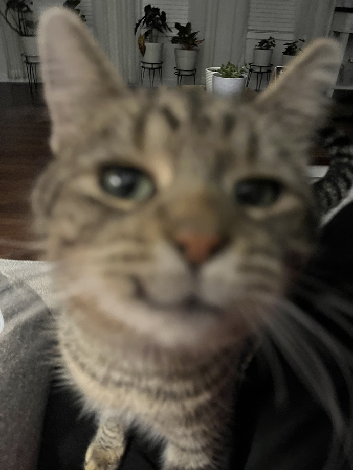 This cat does!