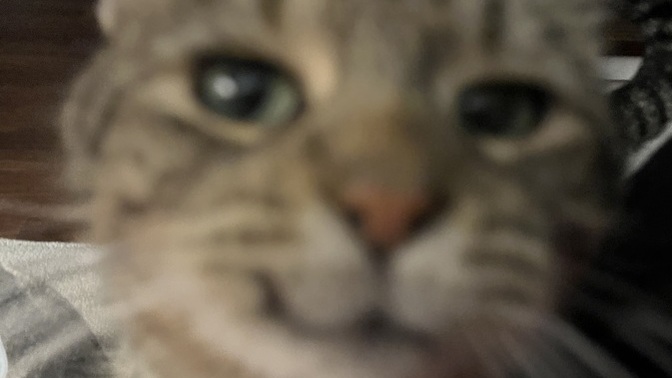 Who else’s pet also demands a bite of your meal everyday?