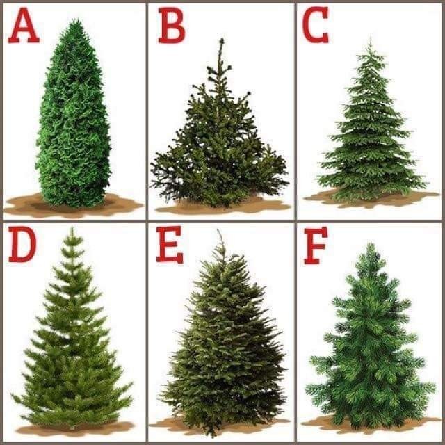 Which Christmas tree are you picking?