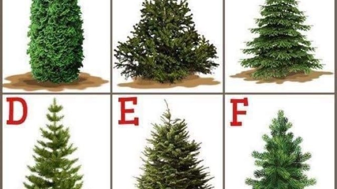 Which Christmas tree are you picking?