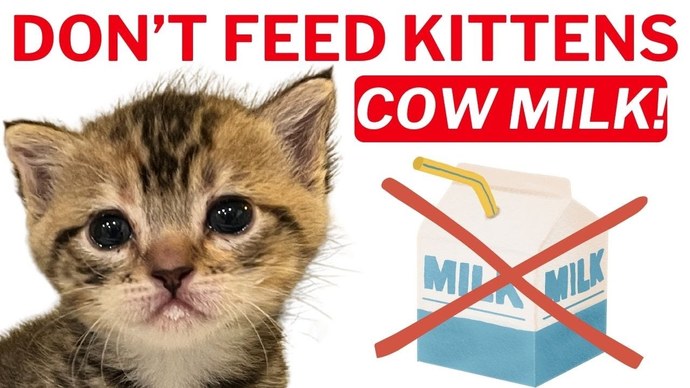What are some of the things in your opinion that humans get totally wrong about Cats?