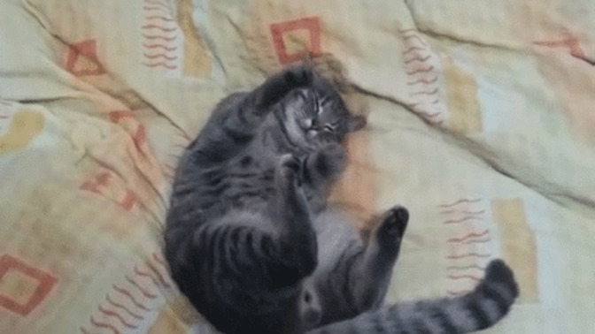 What are some of the things in your opinion that humans get totally wrong about Cats?