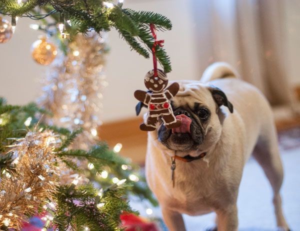 Do you put edible decorations on the Christmas Tree?