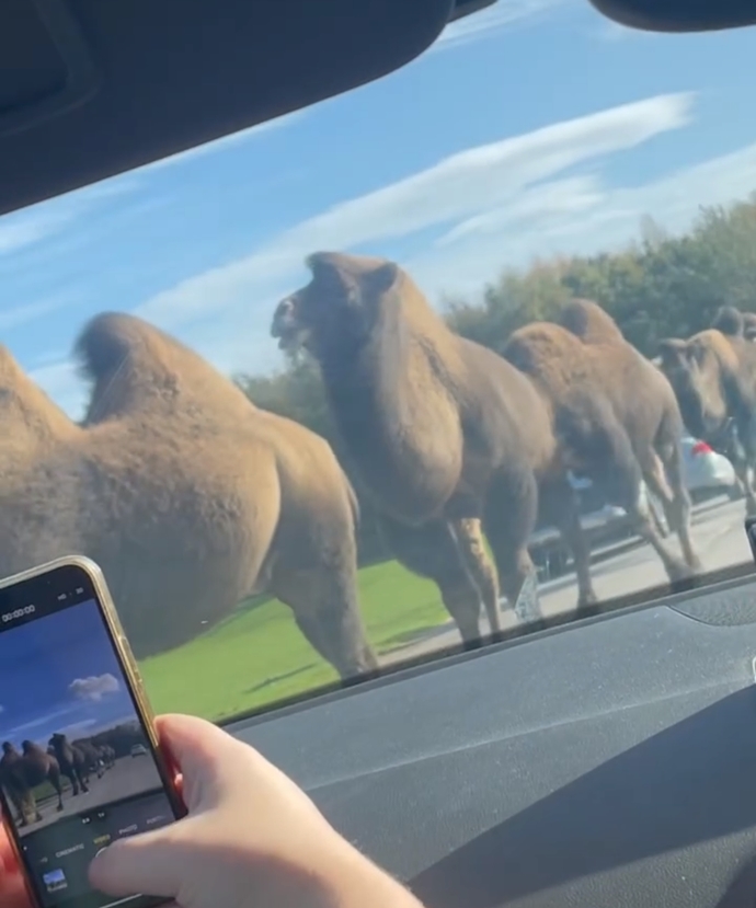 Ever been driving and suddenly theres a camel road block and monkeys on your car?