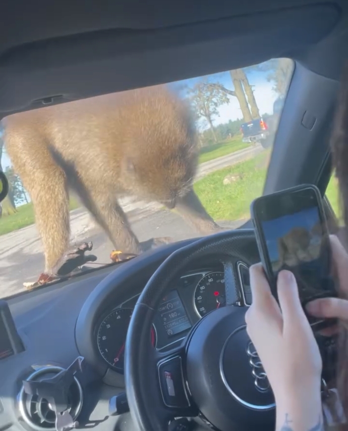 Ever been driving and suddenly theres a camel road block and monkeys on your car?