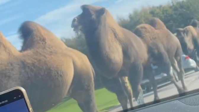 Ever been driving and suddenly there's a camel road block and monkeys on your car?