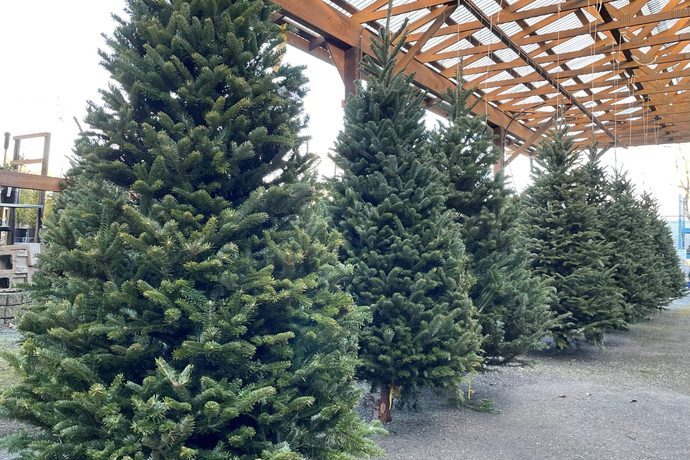 Do you prefer to have a real Christmas tree or an artificial tree?