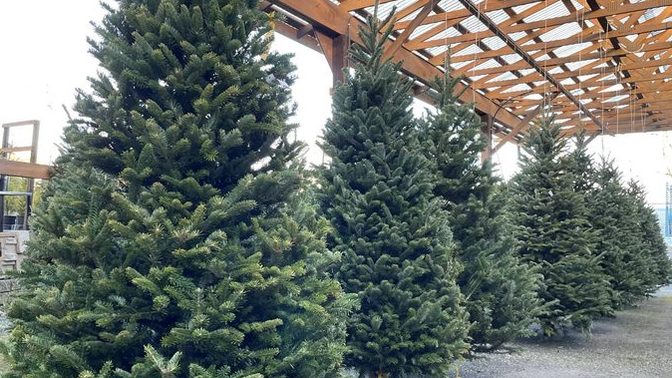 Do you prefer to have a real Christmas tree or an artificial tree?