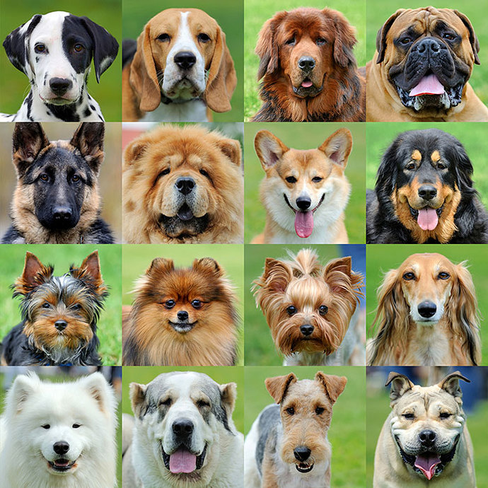 What are some of the things in your opinion that humans get totally wrong about Dogs?