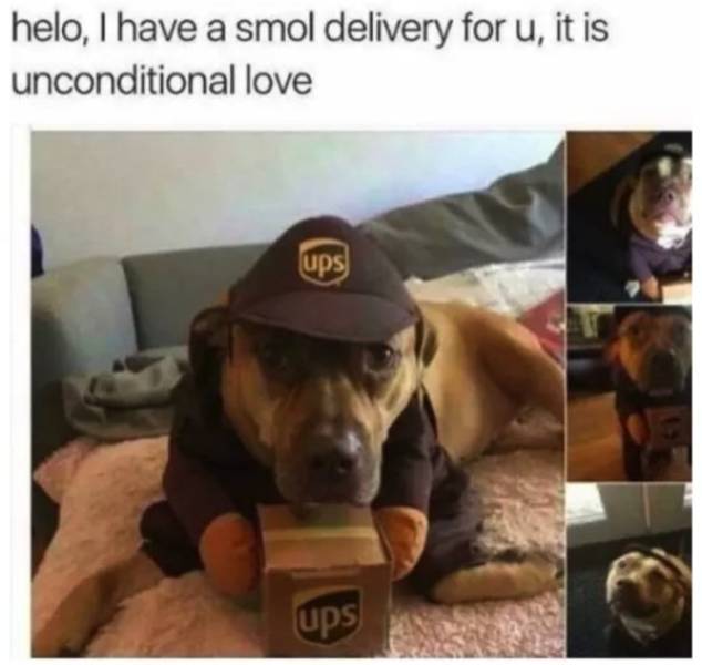 What are some of the things in your opinion that humans get totally wrong about Dogs?