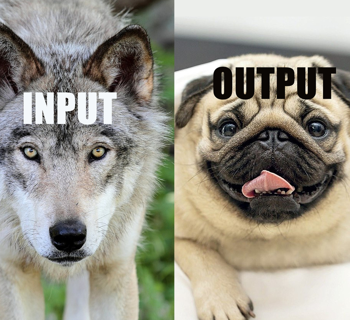 What are some of the things in your opinion that humans get totally wrong about Dogs?
