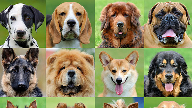 What are some of the things in your opinion that humans get totally wrong about Dogs?