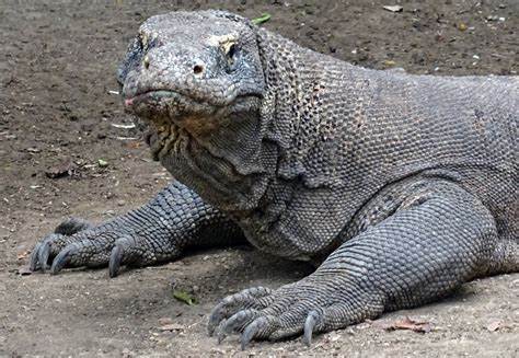 If animals could talk, which one do you think would be the rudest?