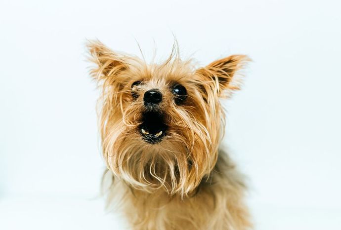 If animals could talk, which one do you think would be the rudest?