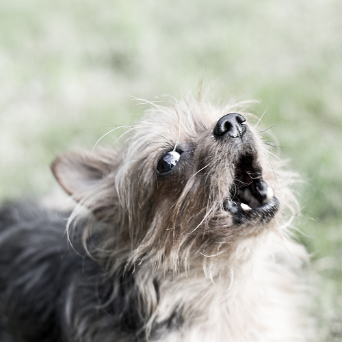 If animals could talk, which one do you think would be the rudest?