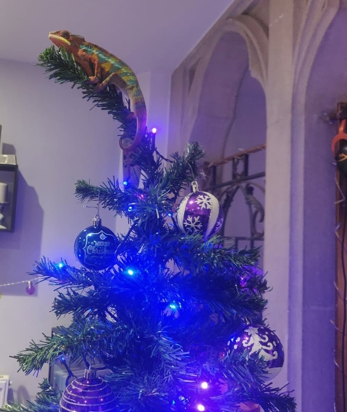 Do you like our Christmas tree topper?