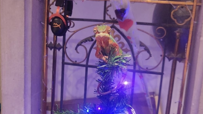 Do you like our Christmas tree topper?