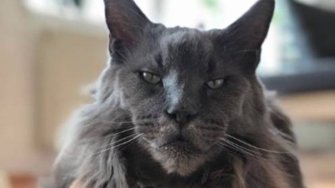 Men and women, what do you all bring to the table in your relationships with your pets?