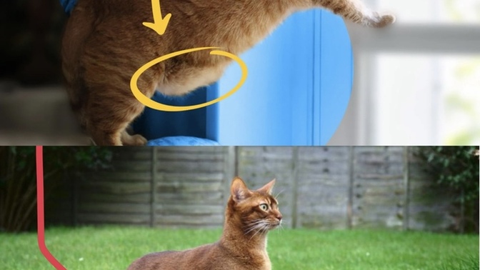 Do you have any funny nicknames for your cats belly pouch?