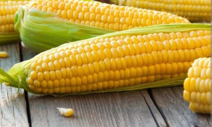 Did you know that in Turkish, the country of Egypt is used synonymously with the name corn, which is food?