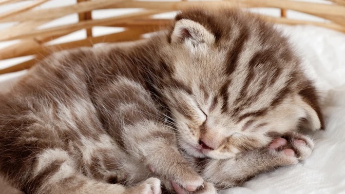 Would it be accurate to say that most women hate cats?