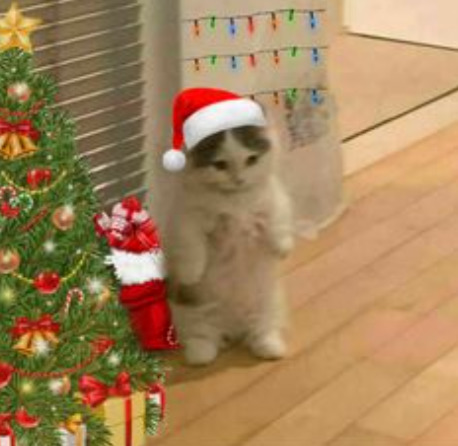 ‧₊˚🎄✩ ₊˚🦌⊹♡ what are you doing for Christmas this year ‧₊˚🎄✩ ₊˚🦌⊹♡?