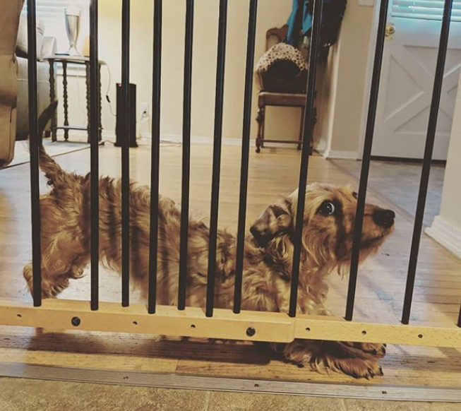 I've not been in the doghouse for quite a while.