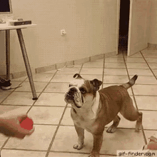 Are you planning any shenanigans?
