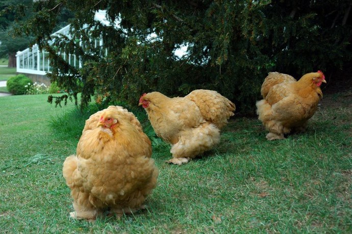 Which Christmas birds look the tastiest?