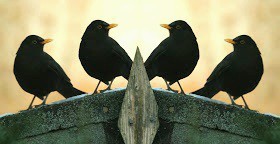 Which Christmas birds look the tastiest?