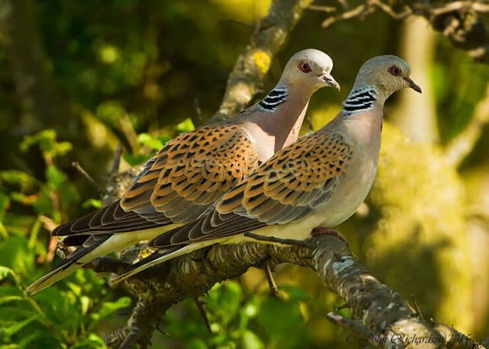 Which Christmas birds look the tastiest?
