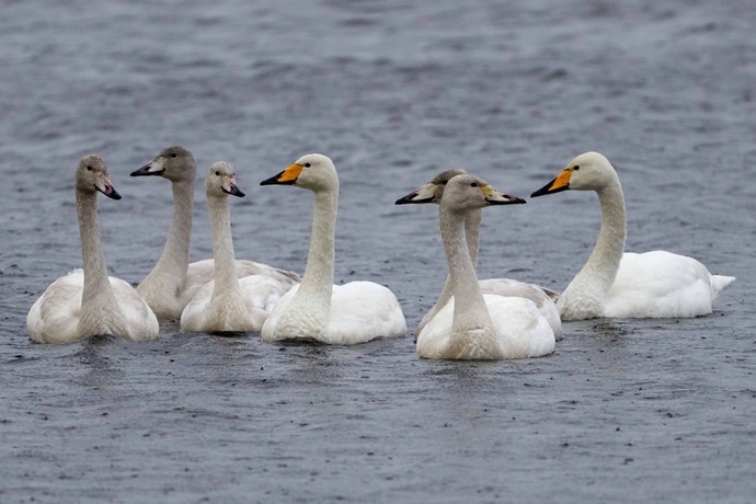 Which Christmas birds look the tastiest?
