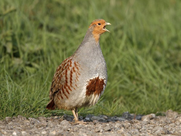 Which Christmas birds look the tastiest?