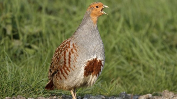 Which Christmas birds look the tastiest?