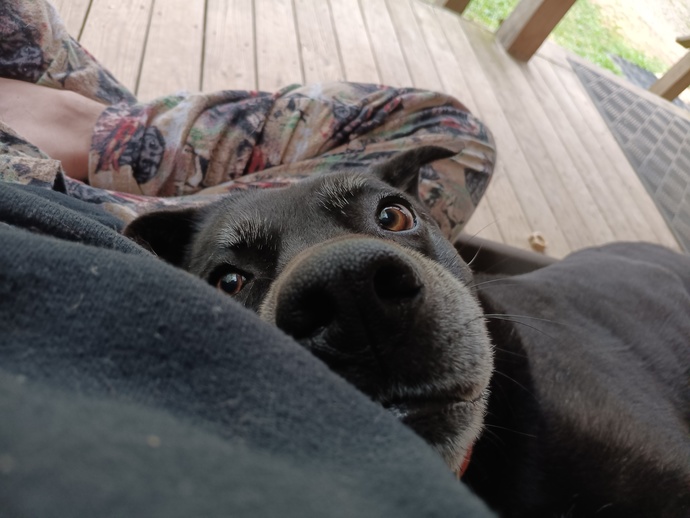 Is my dog cute?