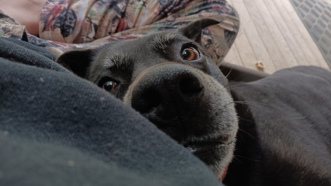 Is my dog cute?