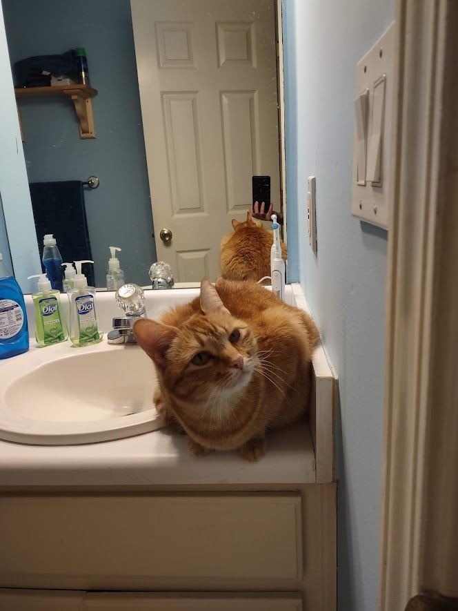 Is it common for people to let your cat roam outside where you live?