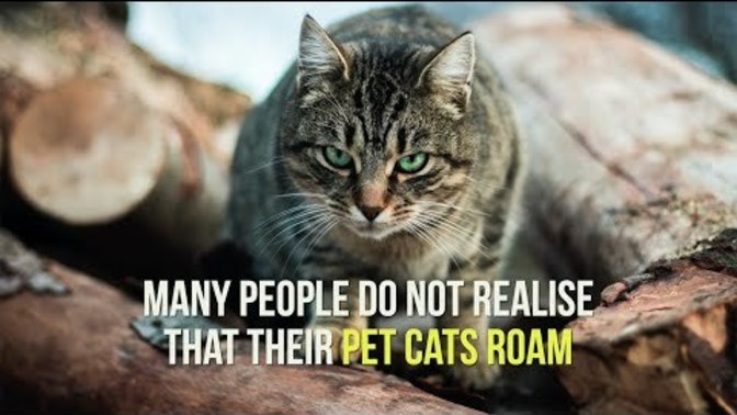 Is it common for people to let your cat roam outside where you live?