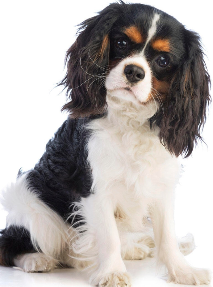 Are cavalier king charles spaniels friendly and easy to look after?