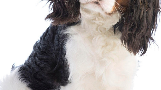 Are cavalier king charles spaniels friendly and easy to look after?