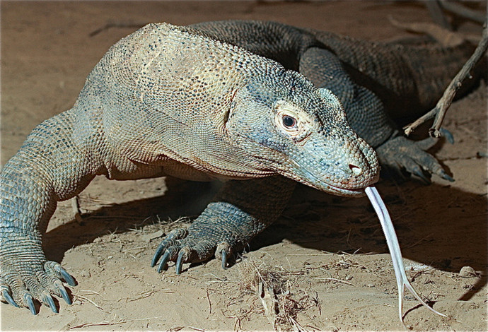 Do you believe Dragons ever existed?