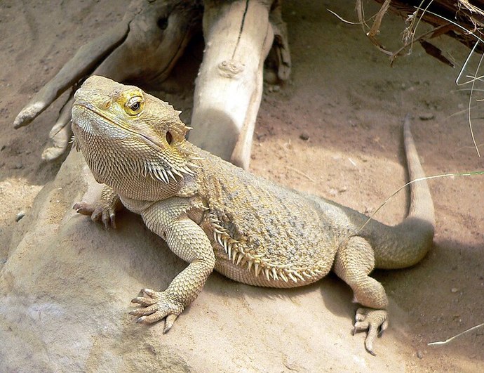 Do you believe Dragons ever existed?