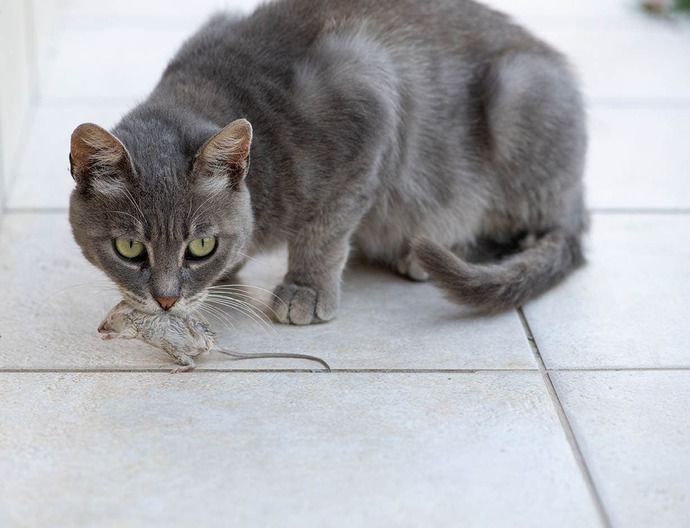 Cats 'think' a little different...