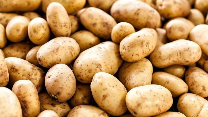When you think read or hear the word vegetable what vegetable springs to mind first (think before clicking)?